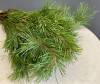 Ветки сосны ( 10 шт). Цветы Владивосток фото 2 &mdash; Цветочный король