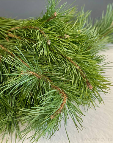 Ветки сосны ( 10 шт) &mdash; Цветочный король